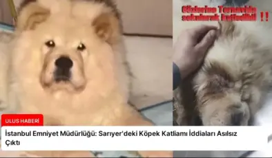 İstanbul Emniyet Müdürlüğü: Sarıyer’deki Köpek Katliamı İddiaları Asılsız Çıktı