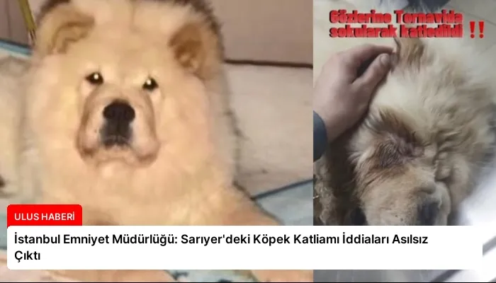 İstanbul Emniyet Müdürlüğü: Sarıyer’deki Köpek Katliamı İddiaları Asılsız Çıktı