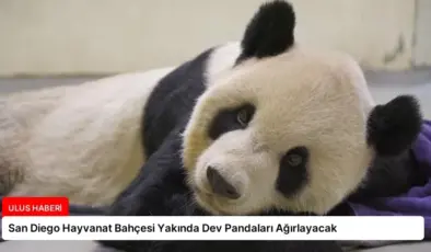 San Diego Hayvanat Bahçesi Yakında Dev Pandaları Ağırlayacak