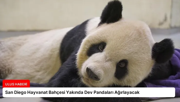 San Diego Hayvanat Bahçesi Yakında Dev Pandaları Ağırlayacak