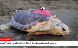 Muğla’nın Ortaca İlçesi’nde Deniz Kaplumbağaları İzleniyor