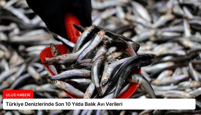 Türkiye Denizlerinde Son 10 Yılda Balık Avı Verileri