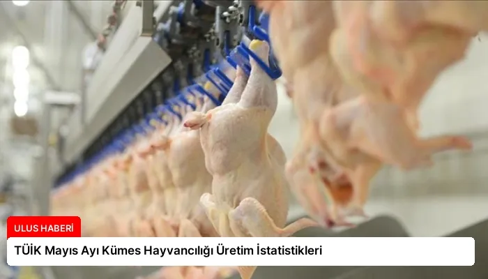 TÜİK Mayıs Ayı Kümes Hayvancılığı Üretim İstatistikleri