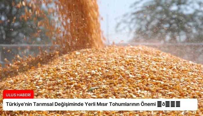Türkiye’nin Tarımsal Değişiminde Yerli Mısır Tohumlarının Önemi ⏬👇