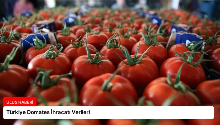 Türkiye Domates İhracatı Verileri