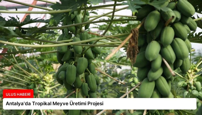 Antalya’da Tropikal Meyve Üretimi Projesi