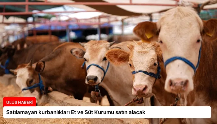 Satılamayan kurbanlıkları Et ve Süt Kurumu satın alacak