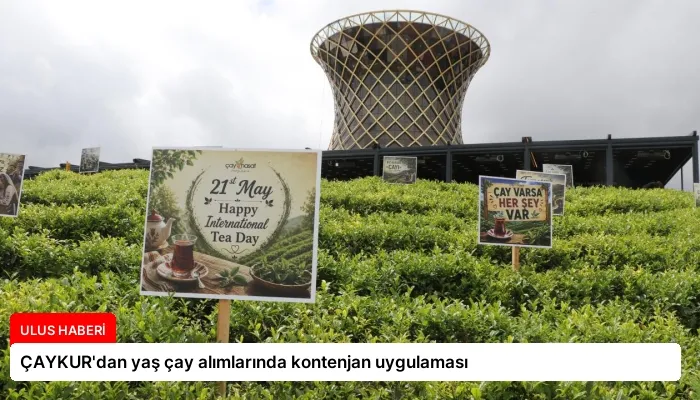 ÇAYKUR’dan yaş çay alımlarında kontenjan uygulaması