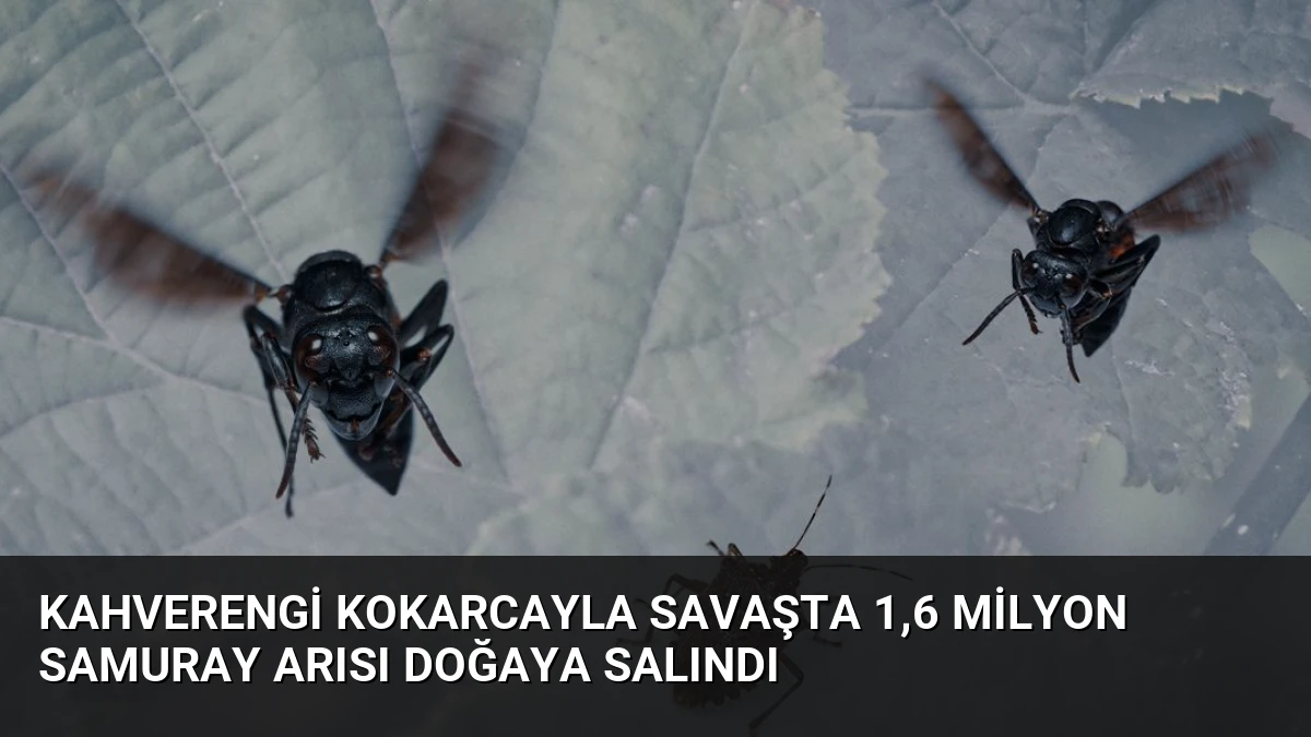 Kahverengi Kokarcayla Savaşta 1,6 Milyon Samuray Arısı Doğaya Salındı