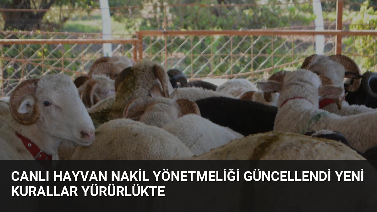 Canlı Hayvan Nakil Yönetmeliği Güncellendi Yeni Kurallar Yürürlükte