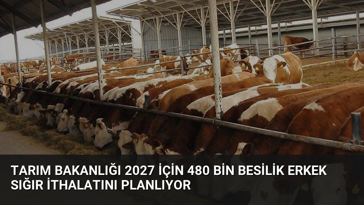 Tarım Bakanlığı 2027 İçin 480 Bin Besilik Erkek Sığır İthalatını Planlıyor
