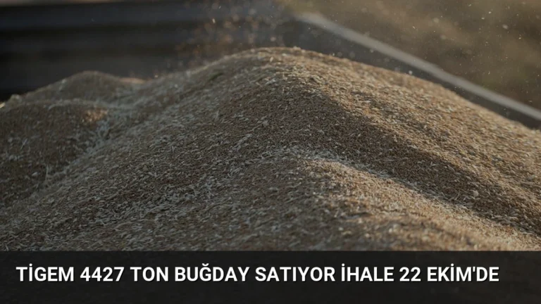 TİGEM 4427 Ton Buğday Satıyor İhale 22 Ekim’de